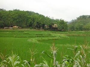 riziere a Ha Giang